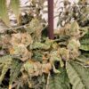 Blue Star Seed Co – Blue Star OG Strain – Fem Photo – 4 Pack - Image 3