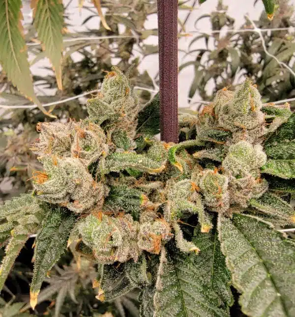 Blue Star OG