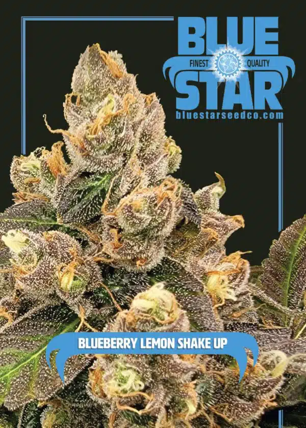 Blueberry Lemon Shake-Up | Blue Star Seed Co | FEM Photoperiod Seeds