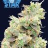 Blue Star Seed Co – Blueberry Lemon Shake-Up Strain – Fem Photo – 4 Pack - Image 2