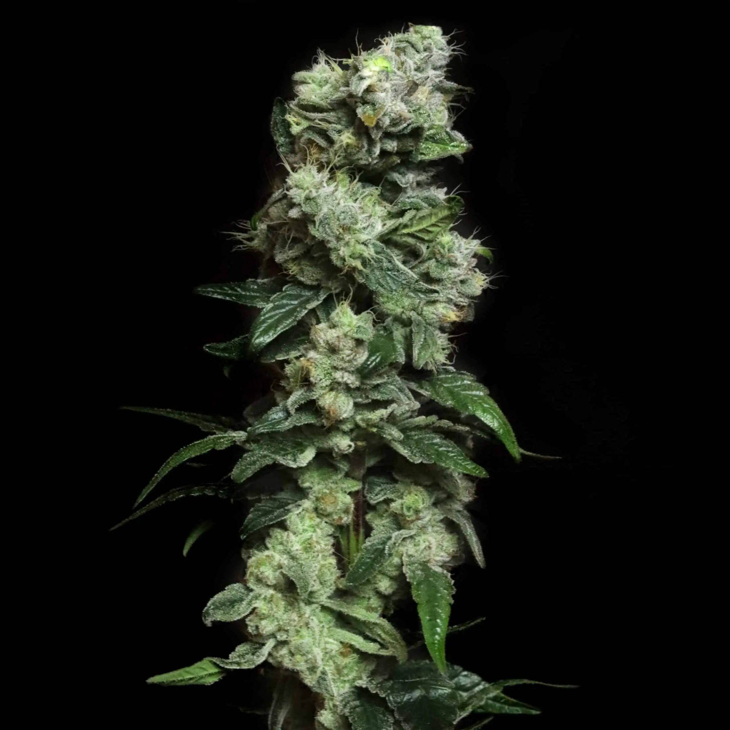 Blunt Bombs - Limited Release | Elev8 Seeds | FEM Photoperiod Seeds