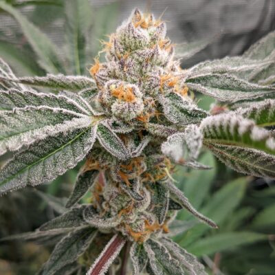 *discontinued* ELEV8 SEEDS - Burnt Orange Cookies STRAIN - FEM PHOTO - 6 PACK