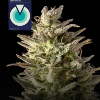 SEEDSMAN - CBDV 1:1 STRAIN - AUTO FEM