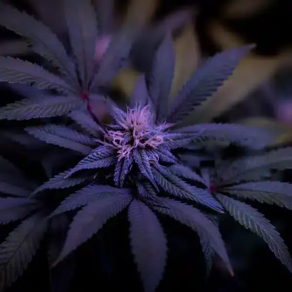 Supernatural Seeds – Champagne Octane Strain – Fem Photo