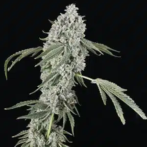 MOSCA SEEDS - CHEM SWEAT GELLY AUTO STRAIN - AUTO FEM - 5 PACK