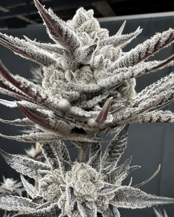 SOLFIRE GARDENS - Cherrylicious STRAIN - FEM PHOTO