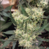 Multiverse Genetics - Crimson Sun - Auto Fem - Image 2