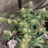 Multiverse Genetics - Crimson Sun - Auto Fem - Image 5