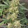 Multiverse Genetics - Crimson Sun - Auto Fem - Image 6