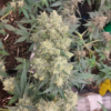 Multiverse Genetics - Crimson Sun - Auto Fem - Image 7