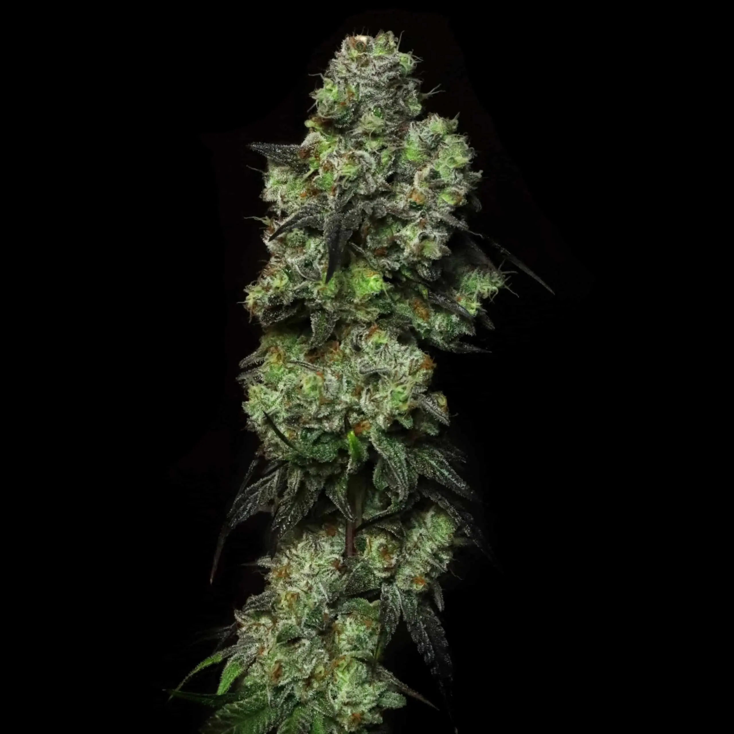 Dark Krystal | Elev8 Seeds | FEM Photoperiod Seeds