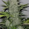 Image of cannabis