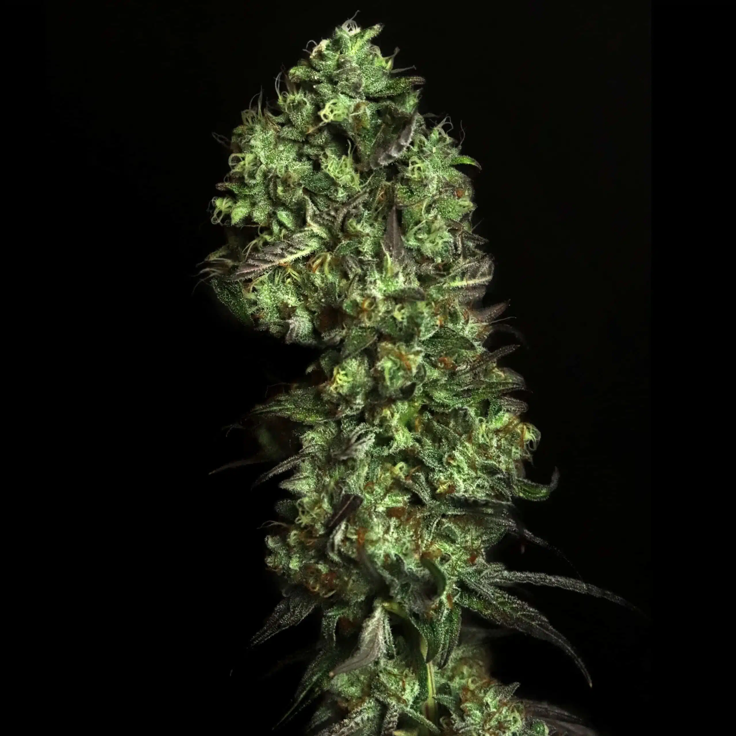 Blitzed | Elev8 Seeds | FEM Photoperiod Seeds