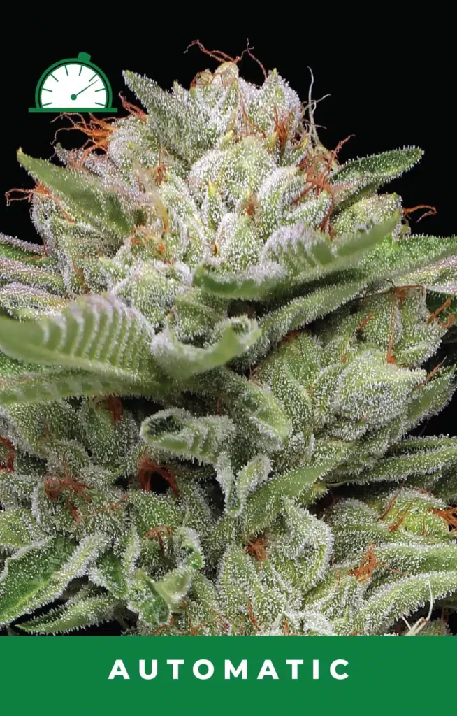 Durban Poison Auto | Humboldt Seed Co | FEM Autoflower Seeds