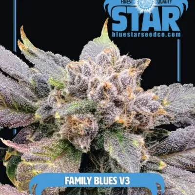 Family Blues V3 | Blue Star Seed Co | FEM Photoperiod Seeds