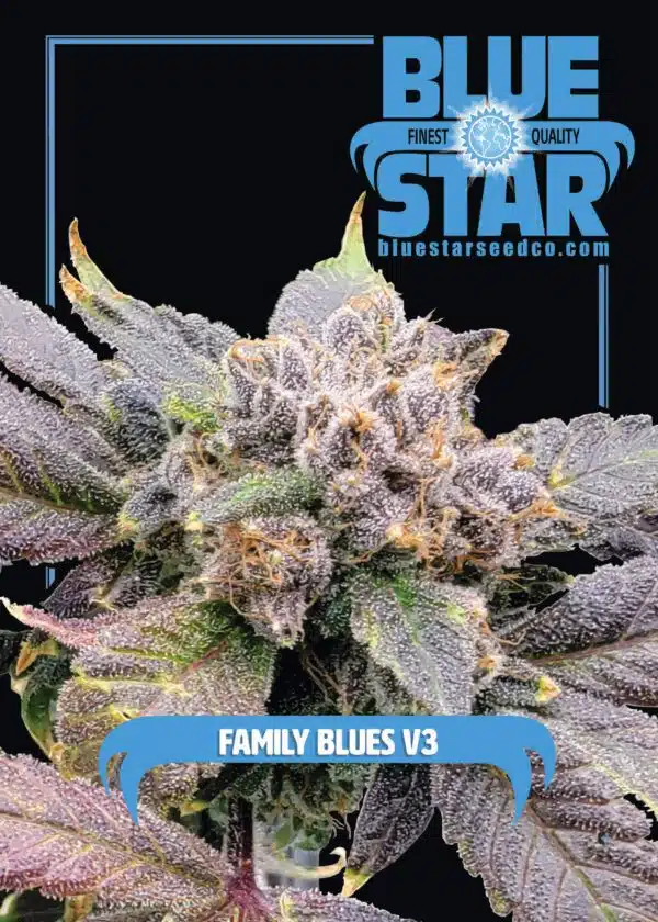 Family Blues V3 | Blue Star Seed Co | FEM Photoperiod Seeds