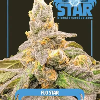 Flo Star | Blue Star Seed Co | FEM Photoperiod Seeds