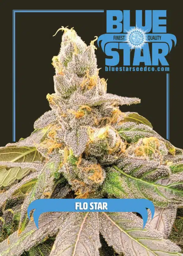 Flo Star | Blue Star Seed Co | FEM Photoperiod Seeds