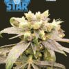 Blue Star Seed Co – Flo Star Strain – Fem Photo – 4 Pack - Image 2