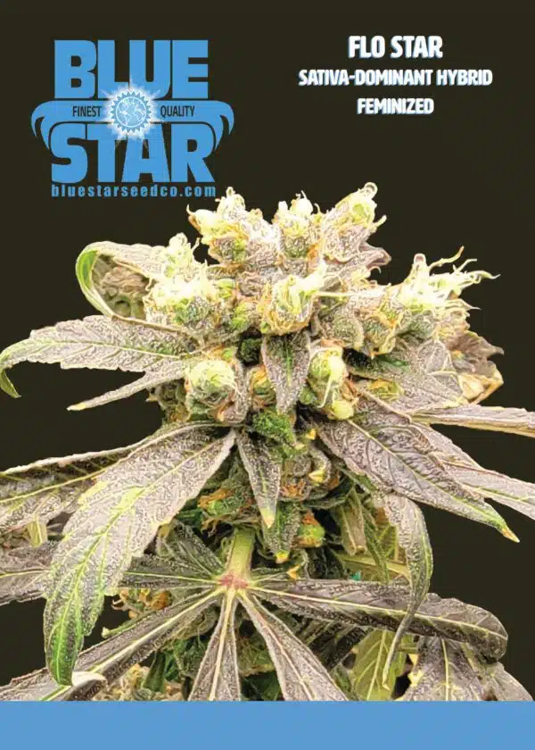 Flo Star