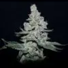 Fire N Ice Website