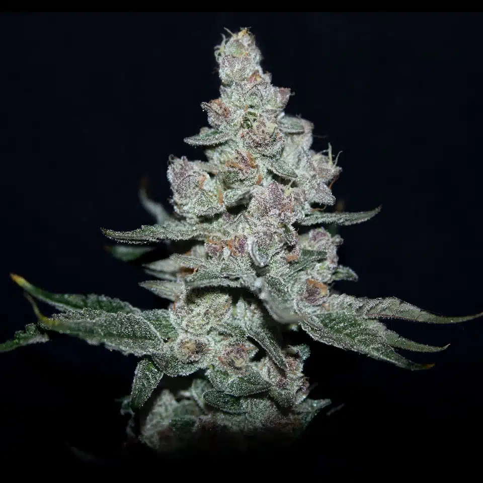 Fire'n Ice | Elev8 Seeds | FEM Photoperiod Seeds