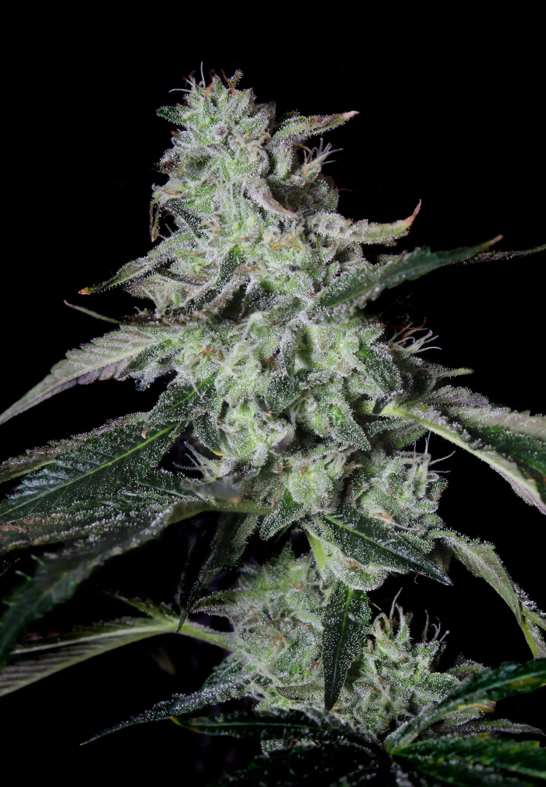 Forbidden Cake | Elev8 Seeds | FEM Photoperiod Seeds