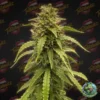 Forbiddenfruitz1