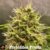 Tastebudz – Forbidden Fruitz Strain – Fem Auto - Image 2