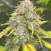 Tastebudz – Forbidden Fruitz Strain – Fem Auto - Image 3