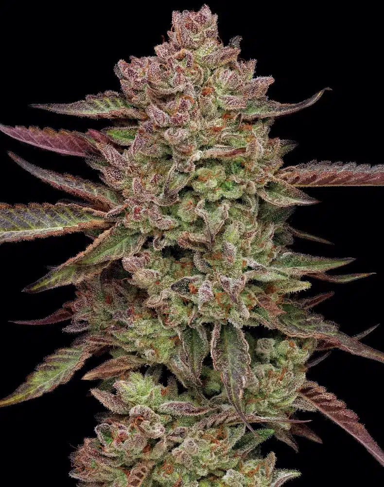 Gazzurple | Humboldt Seed Co | FEM Photoperiod Seeds