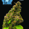 Blue Star Seed Co – Grape Juice Cocktail Strain – Fem Photo – 4 Pack - Image 2