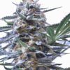 SPEEDRUN SEEDS -  GOD PARTICLE STRAIN - AUTO FEM 3 PACK - Image 2