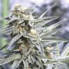 SPEEDRUN SEEDS -  GOD PARTICLE STRAIN - AUTO FEM 3 PACK - Image 3