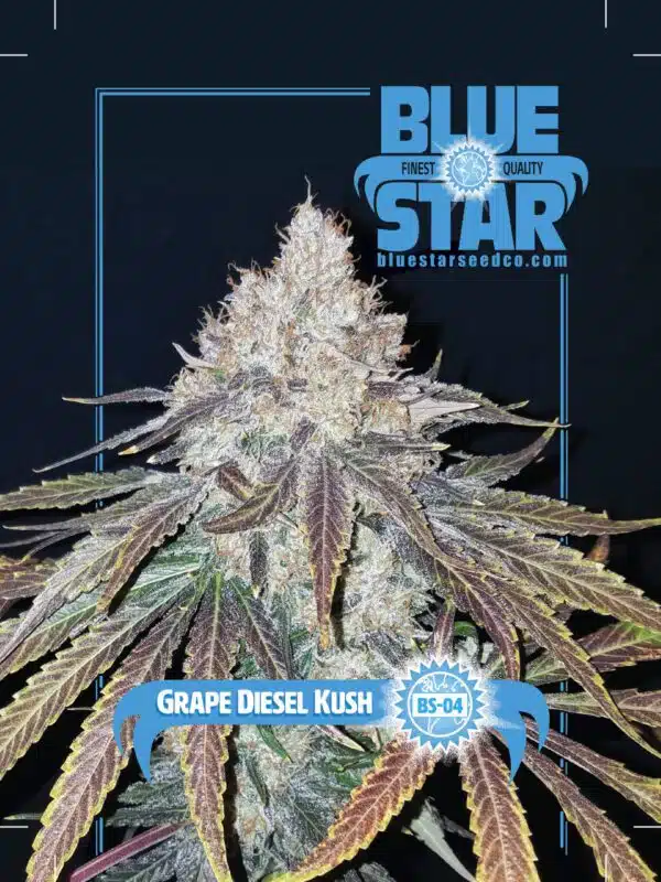 Grape Diesel Kush | Blue Star Seed Co | REG Photoperiod Seeds