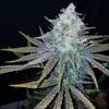 Blue Star Seed Co – Grape Diesel Kush Strain – Reg Photo – 10 Pack - Image 2