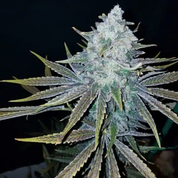Grape Diesel Kush