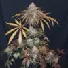 GRAPE DIESEL KUSH3 1