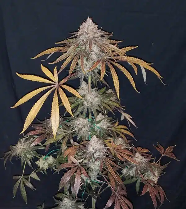 Grape Diesel Kush