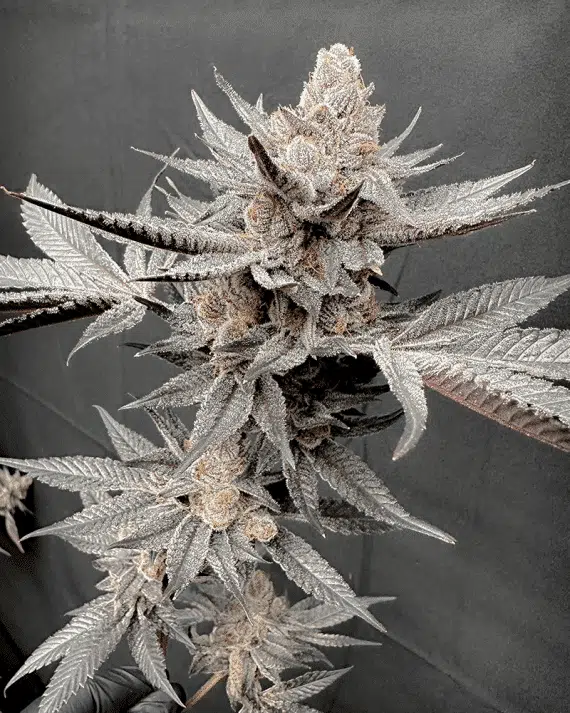 SOLFIRE GARDENS - Gas Guzzler STRAIN - FEM PHOTO