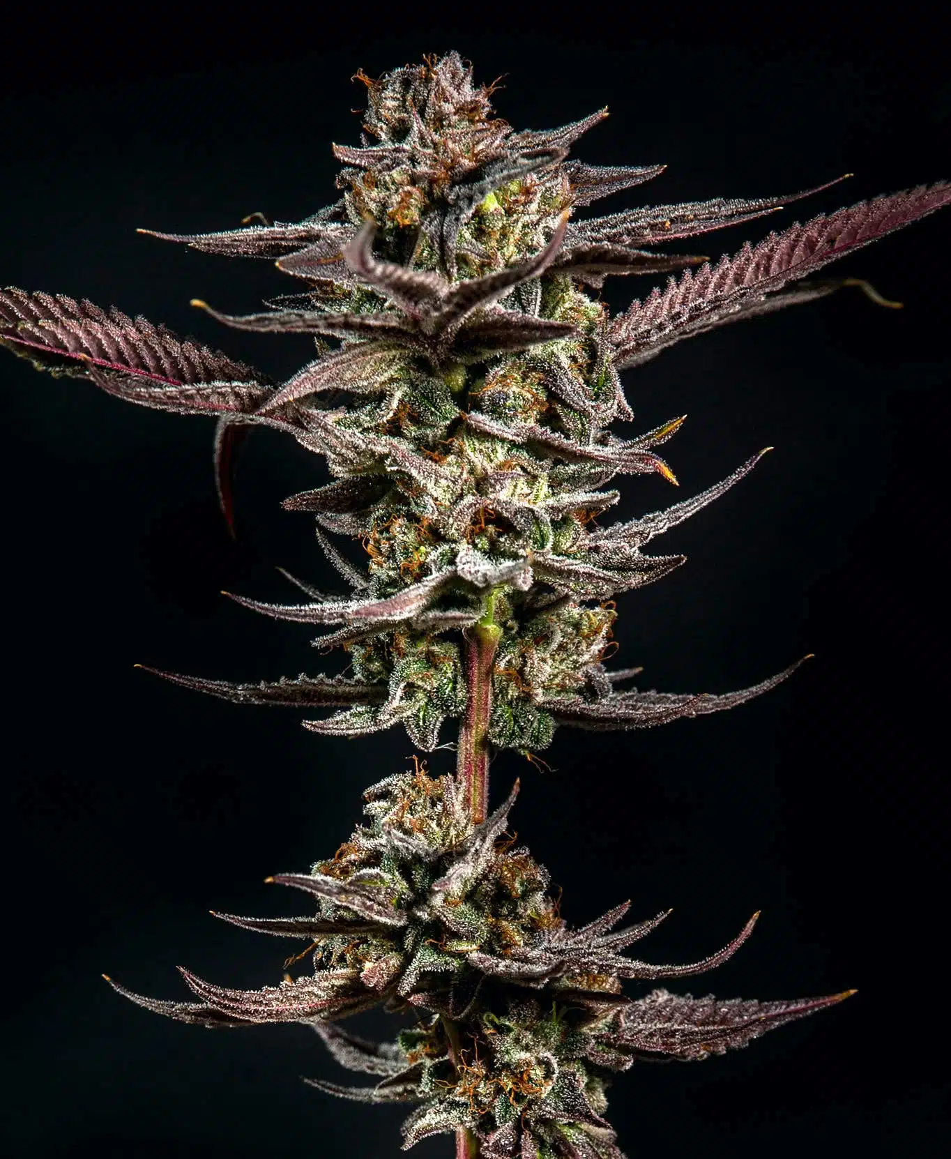 Gelato Kiss | Elev8 Seeds | FEM Photoperiod Seeds