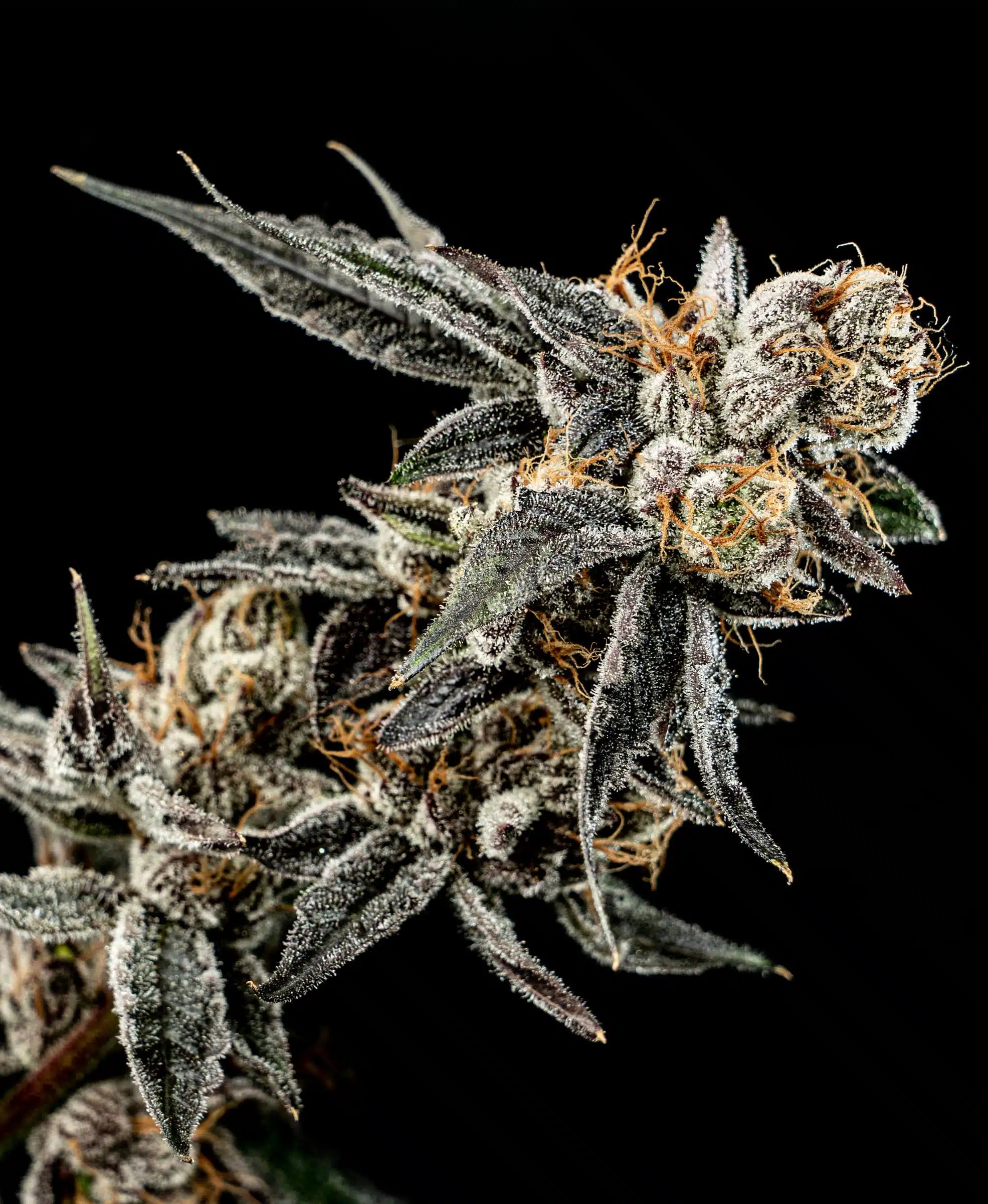 Gelato Punch | Elev8 Seeds | FEM Photoperiod Seeds