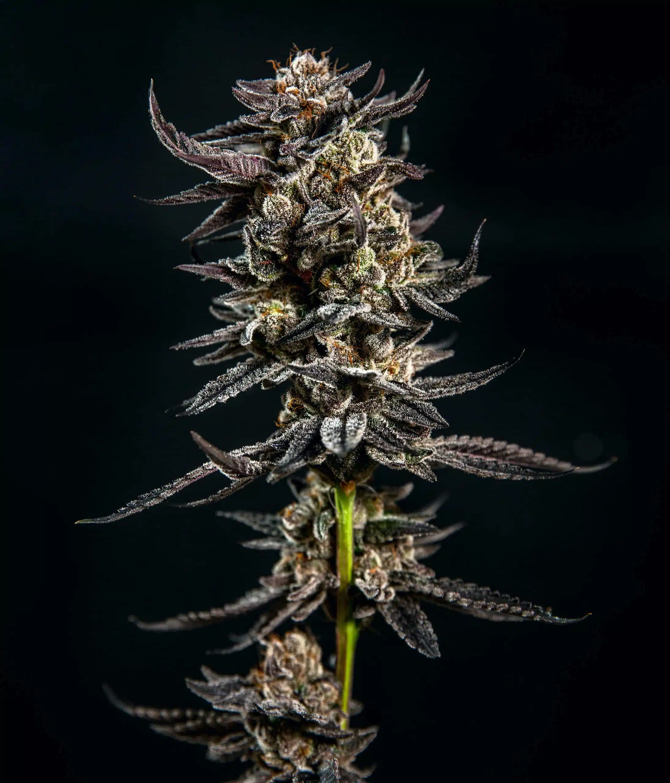 Gelatomo | Elev8 Seeds | FEM Photoperiod Seeds