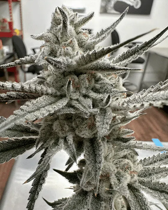 SOLFIRE GARDENS - Giggle Gas STRAIN - FEM PHOTO