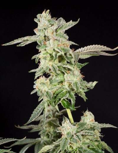 ELEV8 SEEDS - Giscotti STRAIN - FEM PHOTO - 6 PACK