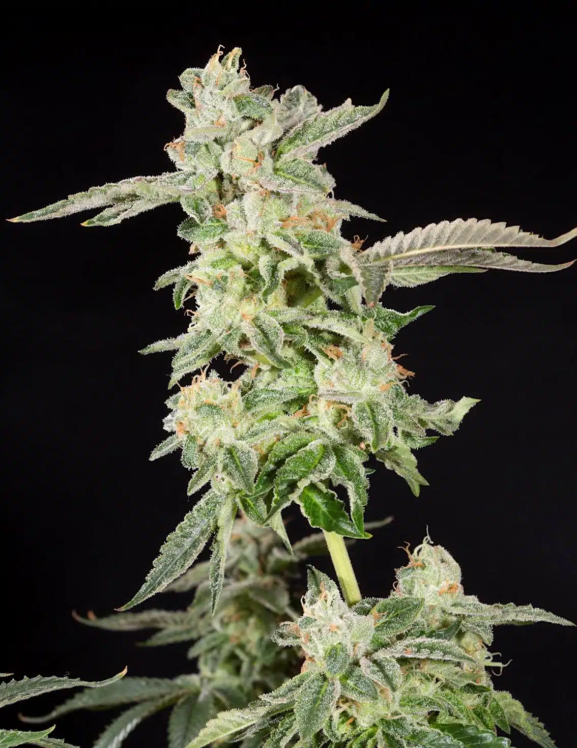 Giscotti | Elev8 Seeds | FEM Photoperiod Seeds