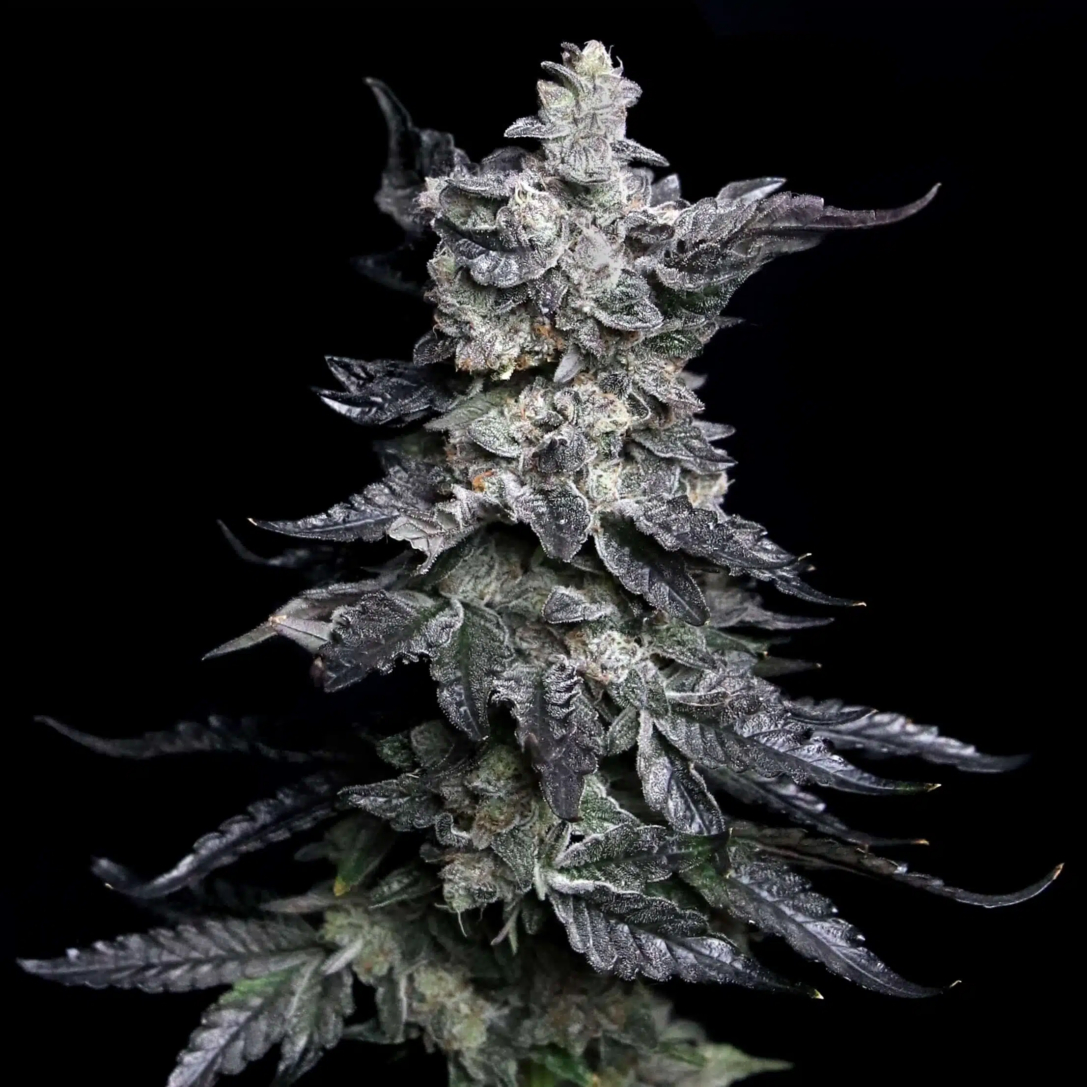 Granny's Apple Fritter | Elev8 Seeds | FEM Photoperiod Seeds
