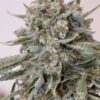 SPEEDRUN SEEDS -  HOLY FIRE STRAIN - AUTO FEM - 3 Pack - Image 3