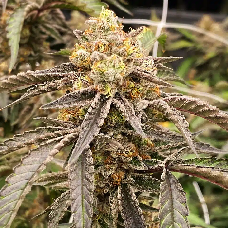 Island Apples | Elev8 Seeds | FEM Photoperiod Seeds