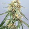 SPEEDRUN SEEDS -  JEHOVA'S WITNESS STRAIN - AUTO FEM - Image 2